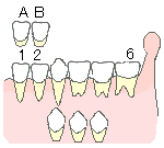 乳歯から永久歯へ3