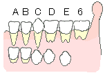 乳歯から永久歯へ2